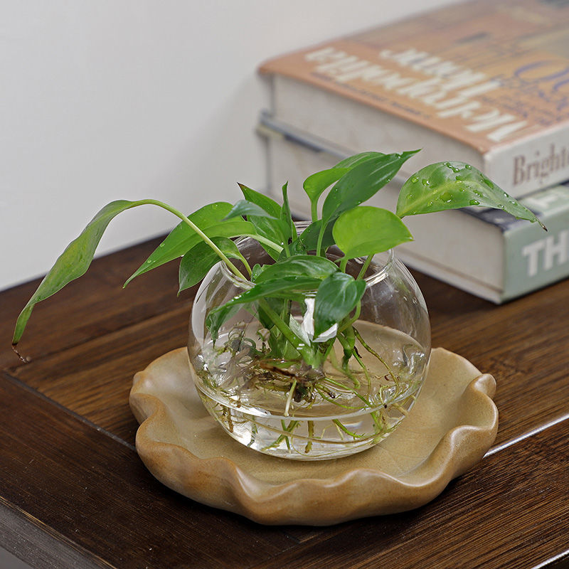 Brazilian Wood Hydroponic Plan - Drip Tray Saucer recensione e prezzo