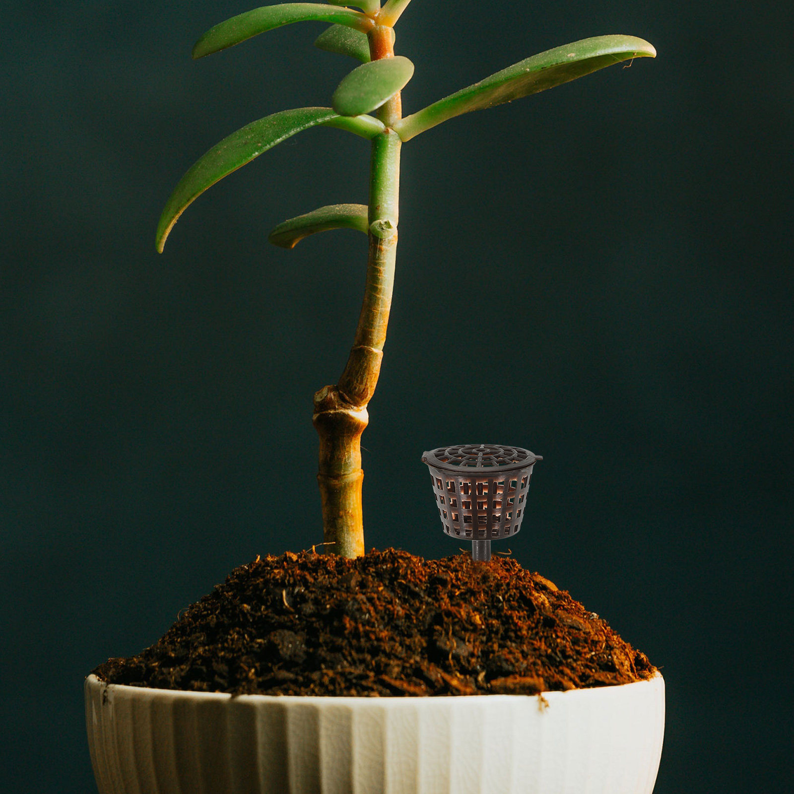 20Pcs Premium Plastic Fertiliz - Bonsai Gardener recensione e prezzo