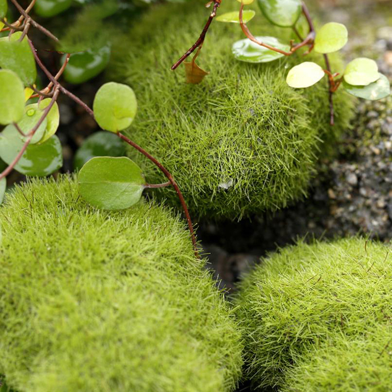 4PCS 3cm/6cm/8cm/10cm Simulate - Landscape Bonsai Garden recensione e prezzo