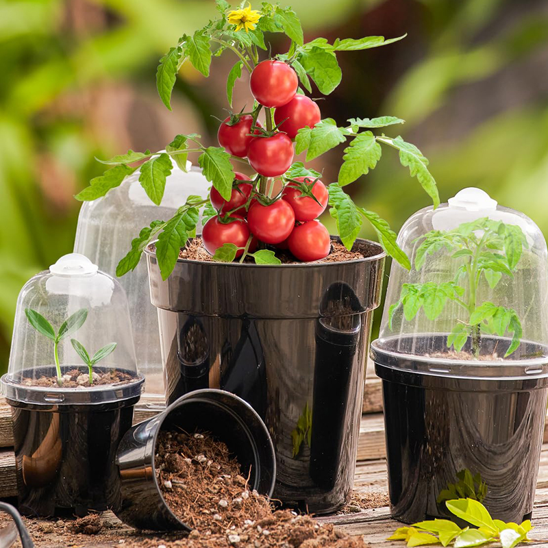 Nursery Pots Flowerpot Gardeni - Bonsai Garden Nursery recensione e prezzo