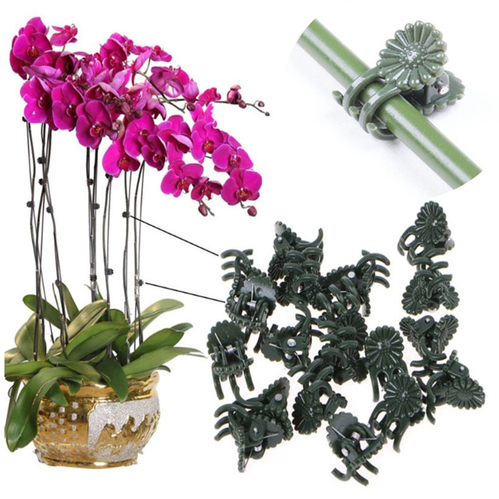 100Pcs Ladybug Shaped Orchid C - Bonsai Gardener recensione e prezzo