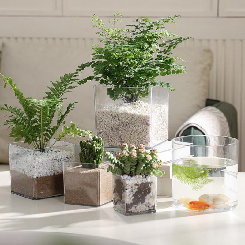 Square/Round Transparent Acryl - Bonsai Garden Nursery recensione e prezzo