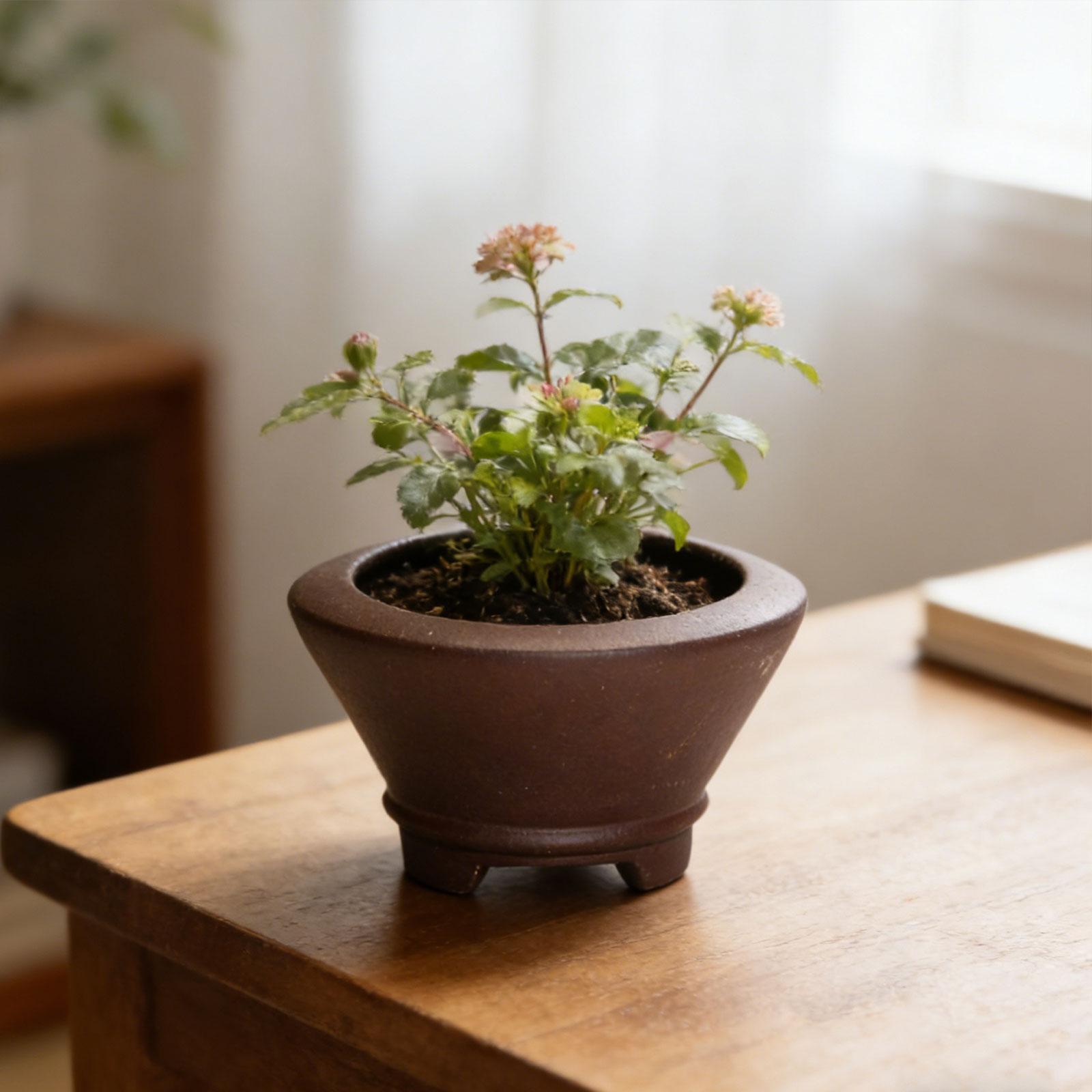 Bonsai Pot with Drainage Holes - Bonsai Garden Nursery recensione e prezzo