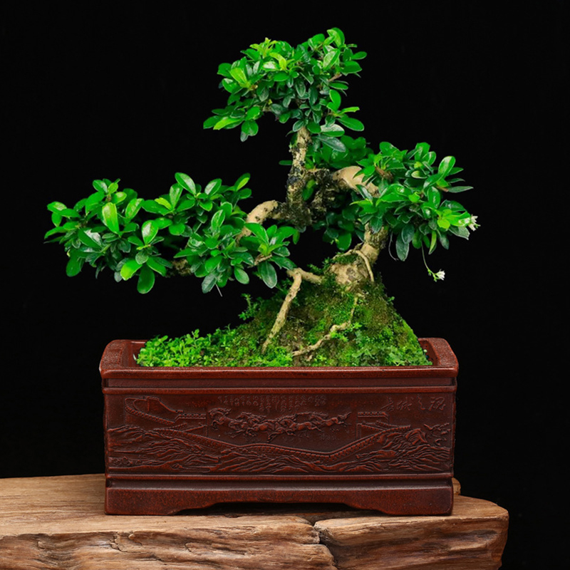 Chinese Purple Sand Flower Pot - Bonsai Garden Nursery recensione e prezzo