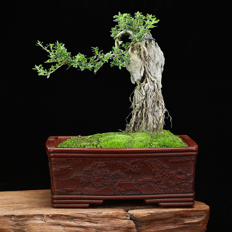 Chinese Purple Sand Flower Pot - Bonsai Garden Nursery recensione e prezzo
