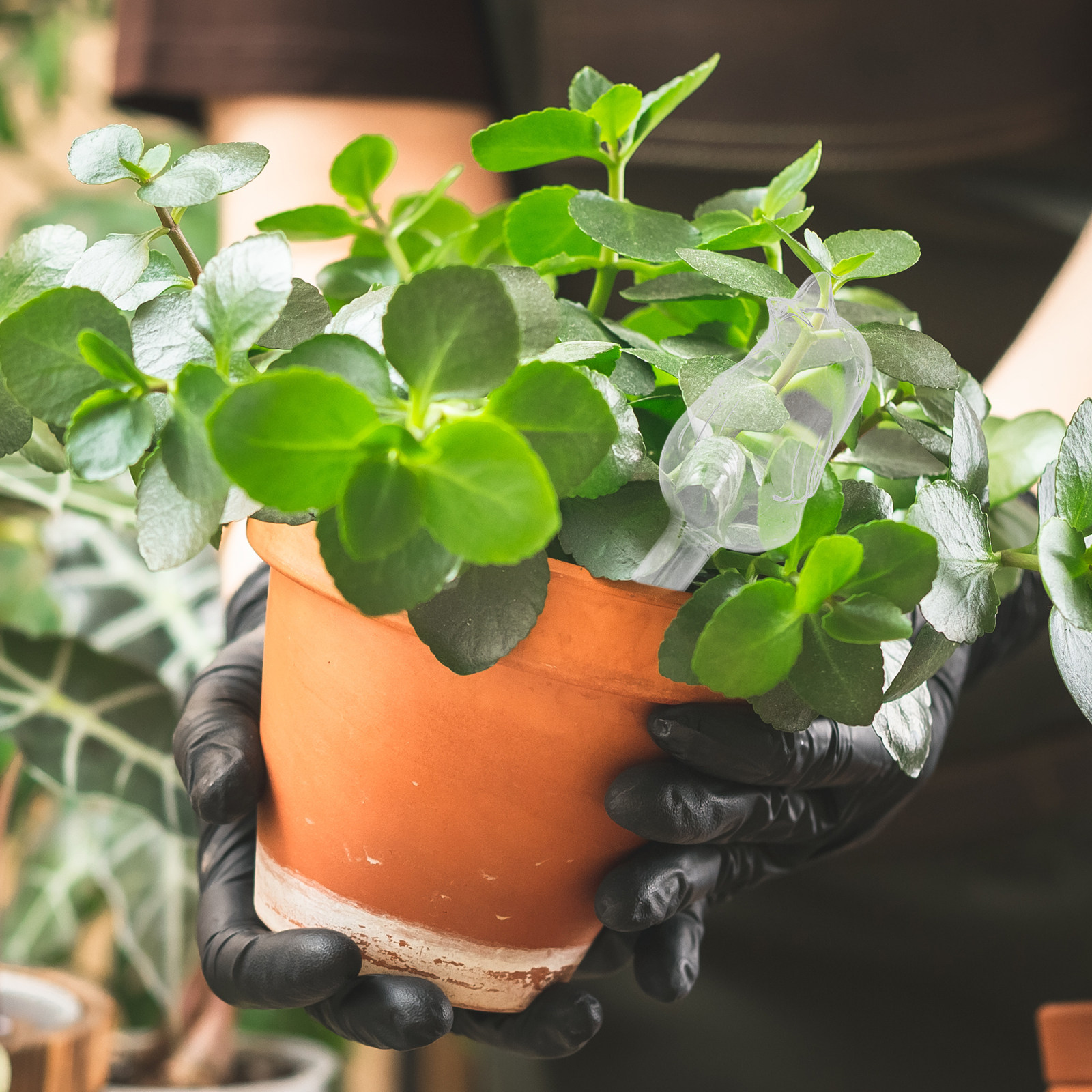 Glass Self-Watering Globes Aut - Bonsai Gardener recensione e prezzo
