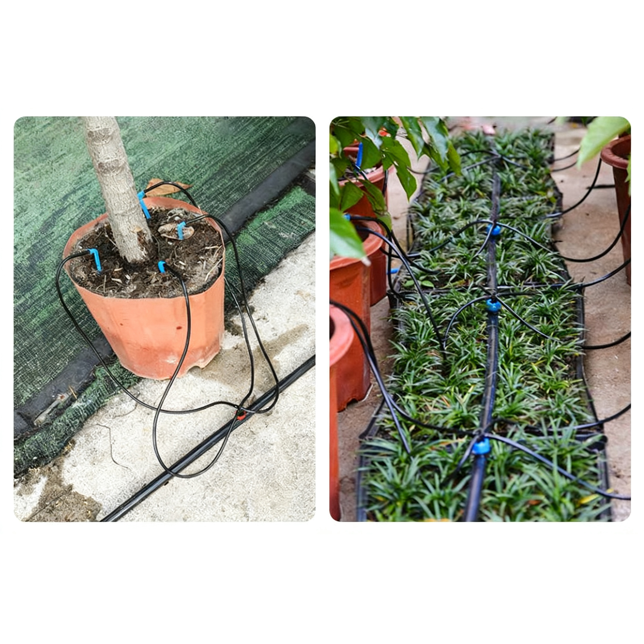 10m 3/5mm Micro Drip Irrigatio - Bonsai Garden Youtube recensione e prezzo