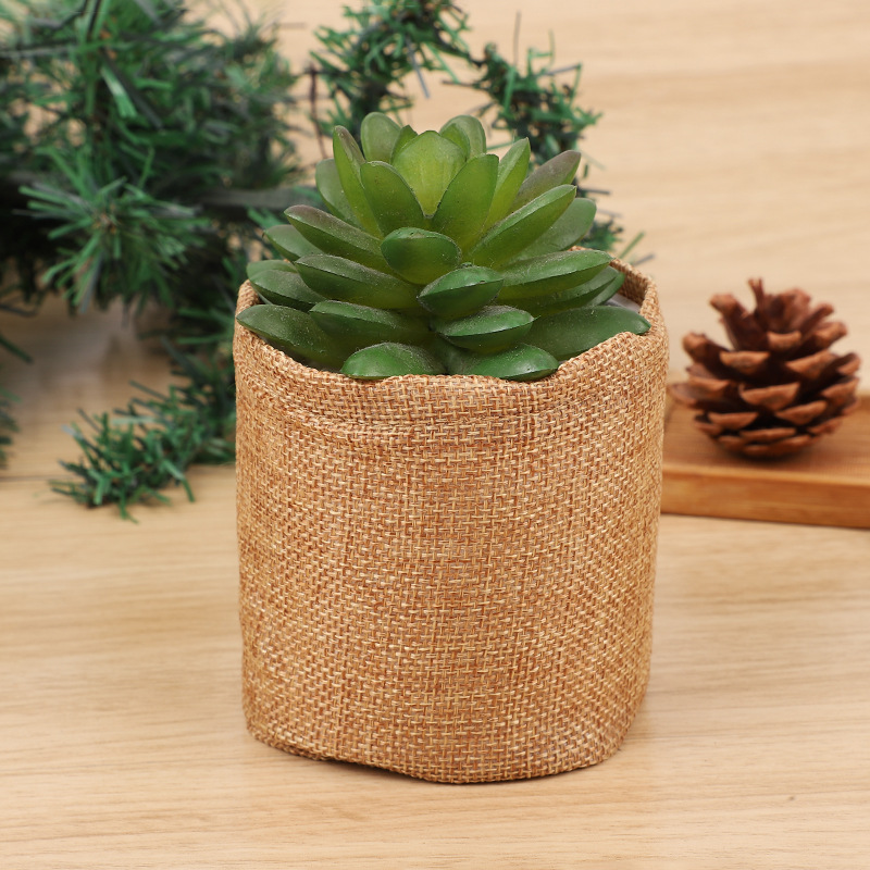 Bonsai Tree Kit Mini Succulent - Bonsai Garden Grow Kit recensione e prezzo