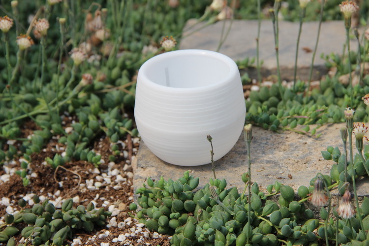 Gardening Mini Plastic Flower  - Bonsai Garden Nursery recensione e prezzo