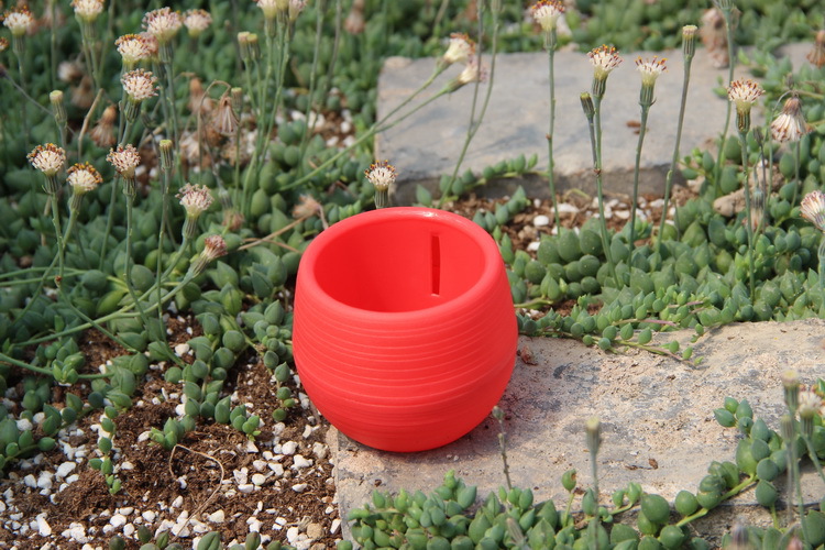 Gardening Mini Plastic Flower  - Bonsai Garden Nursery recensione e prezzo