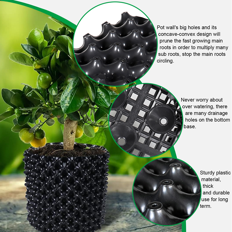 Pruning Nursery  Trainer Fast  - Bonsai Garden Nursery recensione e prezzo